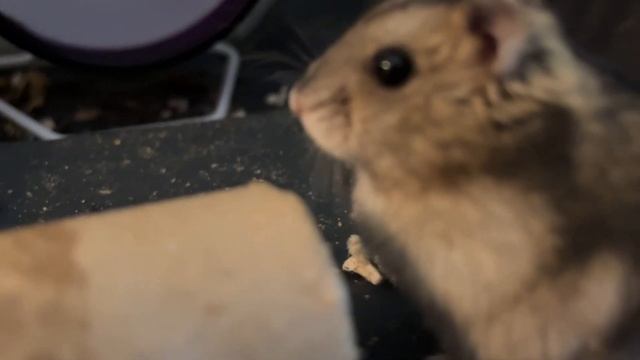 ENDNU EN SYGEDAG - JEG ER MÅSKE SYG - VI SIGER FARVEL TIL EN HAMSTER UNGE