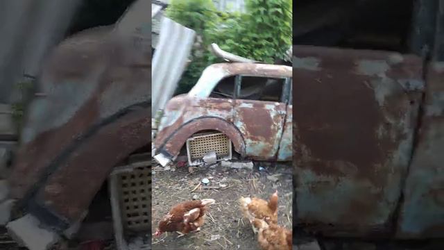 Курочки-несушки или сельская жизнь в своем доме