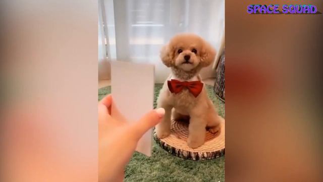 СМЕШНЫЕ ЖИВОТНЫЕ / ПРИКОЛЬНЫЕ ВИДЕО / FUNNY&CUTE VIDEOS WITH ANIMALS / #3