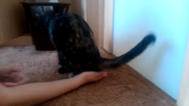 Кошка написала на руку!