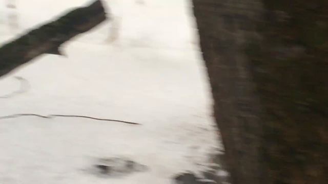 Вызаривание подсадных