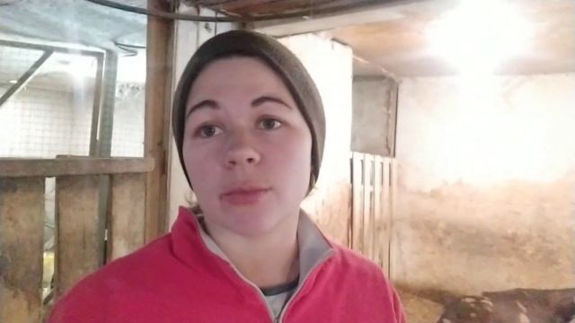 Подготовка к окоту, наверное снова ночь без сна ???