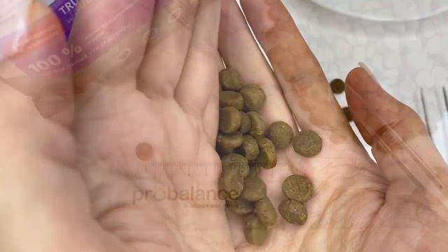 Реально ли накормить привередливого кота? Cat Gourmet