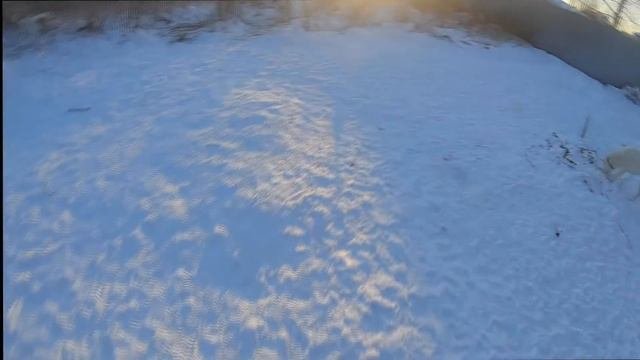 ЛАЙКИ И ЩЕНКИ НА GoPro Hero 7 Black!!!