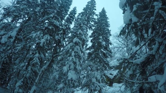 чудесен русский лес зимой