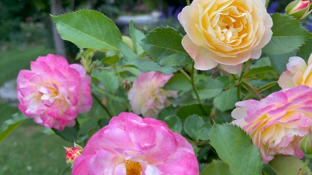 Floribunda Tree Rose - Life of the Party 1st year - 2nd flush
