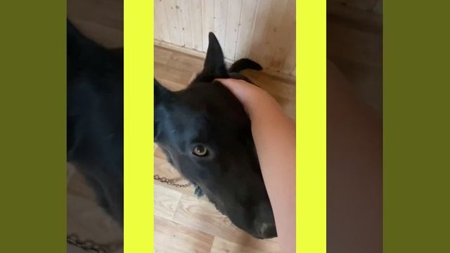 Уран не хочет косить траву??Как проходил наш день 3.07.21/видео Чёрный ВЕО
