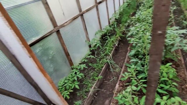 ВСЁ БЮДЖЕТНО ПОМИДОРЫ ПОСАЖЕНЫ ЛЁЖА В ТЕПЛИЦЕ У ЗАБОРА🍅🍅🍅💯❤️...