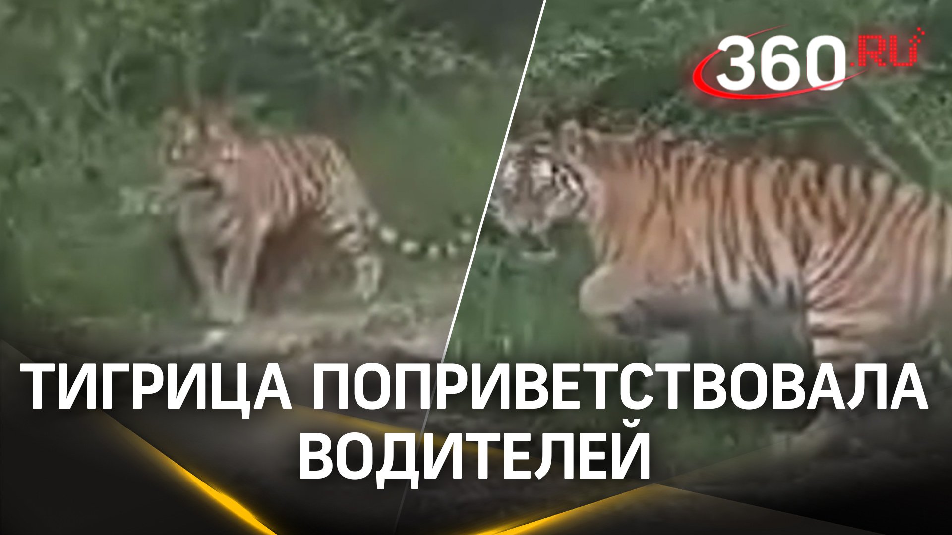 «Не пугай ее!»: тигрица с детенышем вышла поздороваться с водителем в Приморье