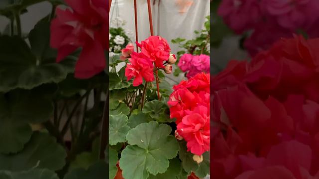 ЮВ - Кардинал 🌺 #сортовыепеларгонии #пеларгонии #пеларгония #flower
