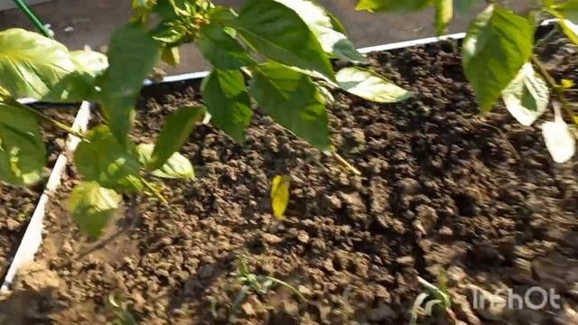 Купили заброшенную дачу(сезон2№28)К нам приехали гости_Виталя сделал крыльцо_Новый друг_Привет крот