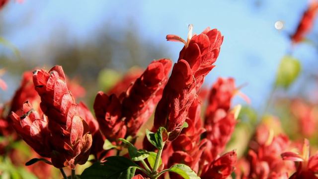 Nô Figueiredo Ensina sobre 4 Plantas que Atraem Borboletas/4 Plants that Attract Butterflies