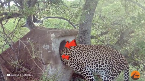 Птицы-Носороги против Леопарда