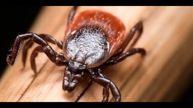 Важно! Пошаговая инструкция при укусе клеща