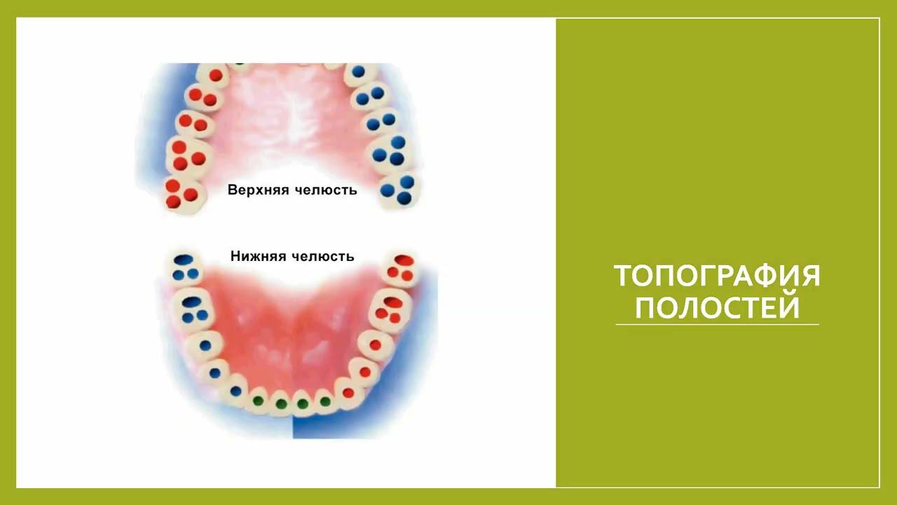 Лекция №1 для студентов 3 курса 6 семестра стоматологического факультета, французский
