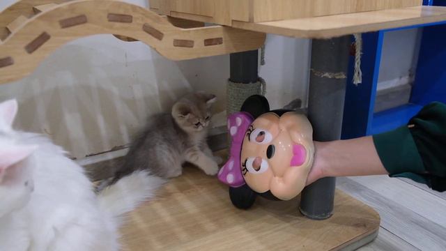 Funny Kittens vs Micky Mouse Mask 😍