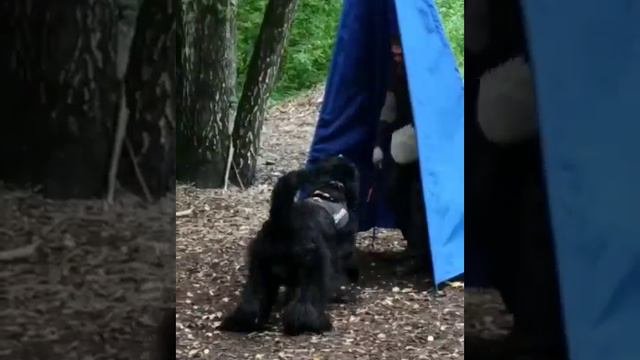 ГАВРИЛА БОГАТЫРЬ с Золотого Града