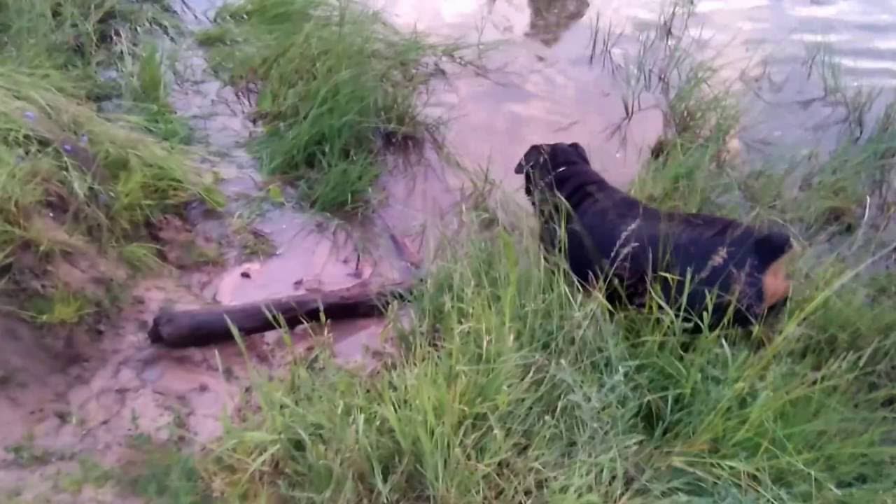 Ротвейлер нашел бревно