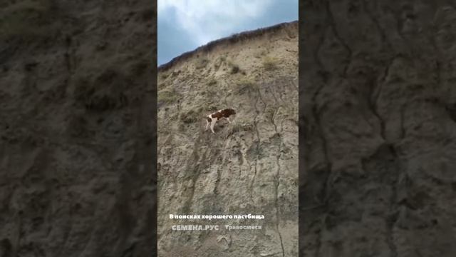 Бык пошел в гору в поисках пастбищ