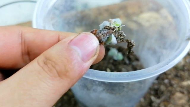 graptoveria lovely rose reproduccion donsuculento