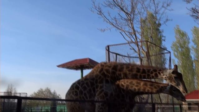Моё жирафье счастье. Парк львов Тайган
