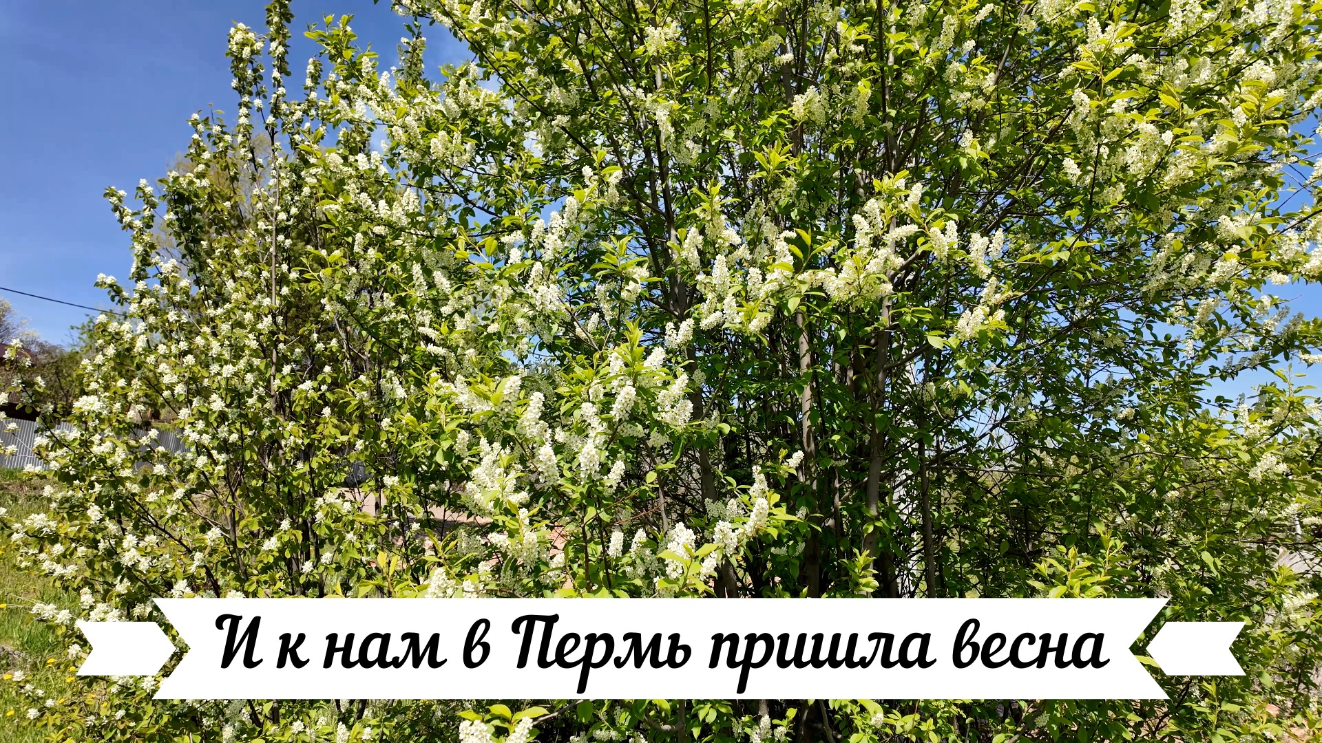 И к нам в Пермь пришла весна