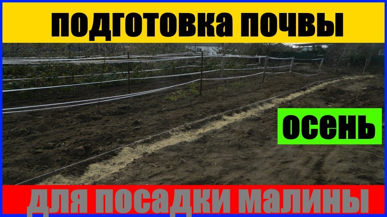 подготовка почвы для посадки малины осенью Малина Правильная подготовка траншеи для посадки #посадка
