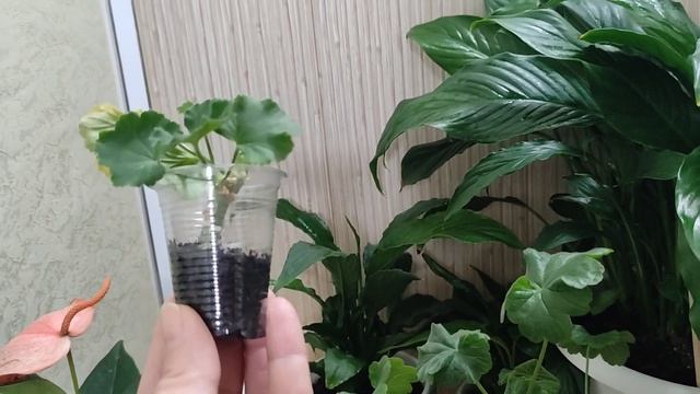 Герань Пеларгония Успей Посадить до Весны