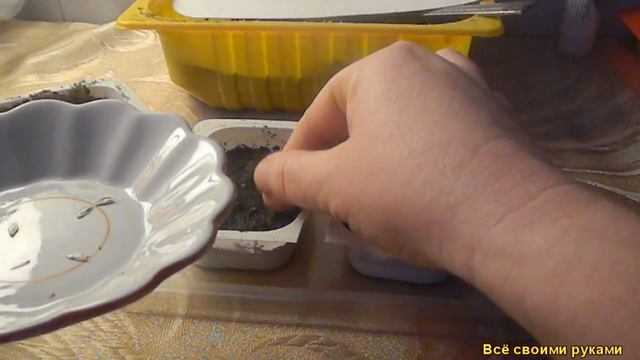 Самый Лучший Способ Посева, Тагетис (Бархатсы) и Цинии (Майоры)