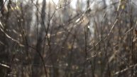 Тест Samyang 50 mm T1.5 AS UMC VDSLR