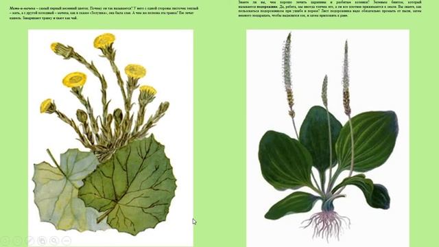 Естествознание 8. Какие растения лечат? 0 класс