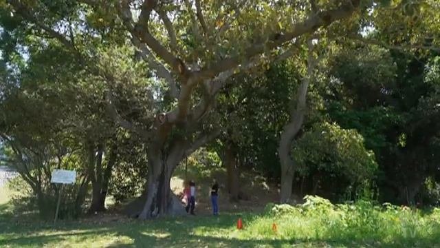 Gardening Australia S34E04, Gardening Australia Full Episode
