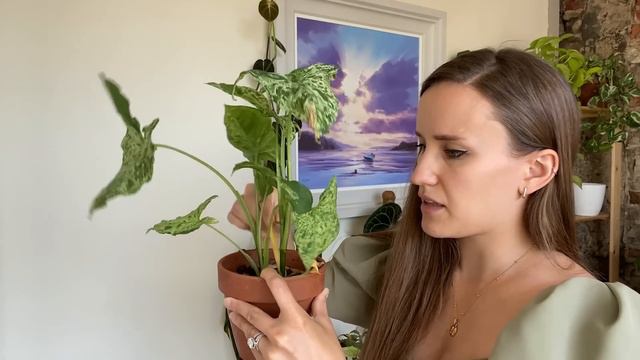 I Left My Plants for 2.5 Weeks! Plant Updates | I HAVE ISSUES 🌿🫠