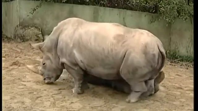 Северный белый носорог,  Safari Park Dvůr Králové оператор Ю. Бордаков (2004г.)