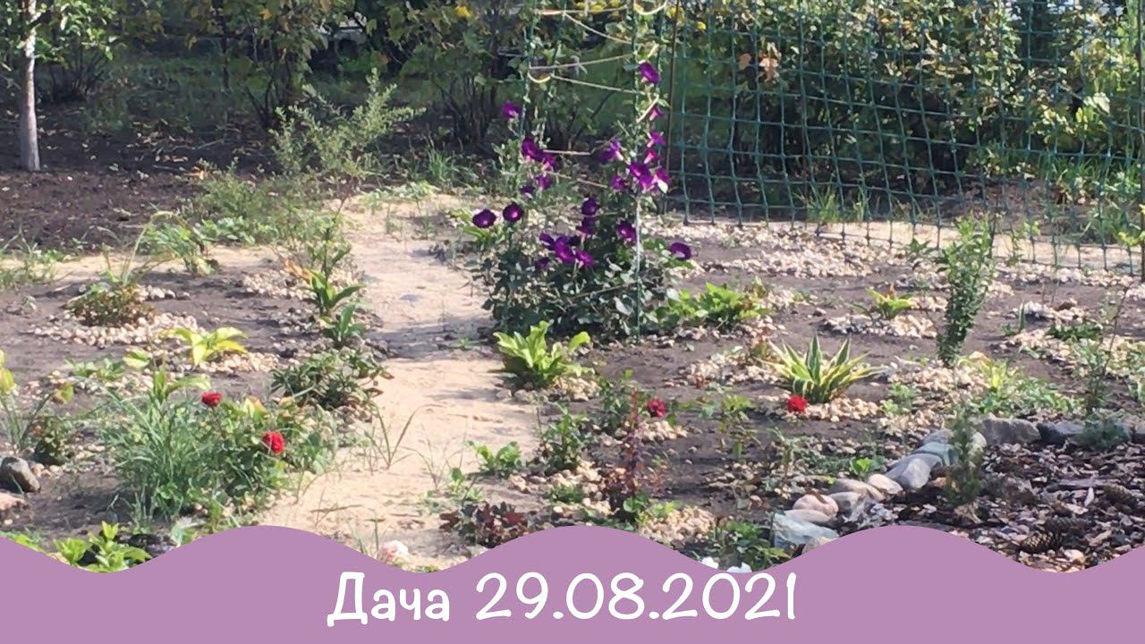 Жара. Моя дача 29.08.2021. Полю. Загораю. Урожай собираю. 43-1