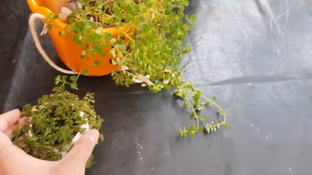 How To Grow Peperomia | Care And Tips About Peperomia | Garden Ideas & DIY