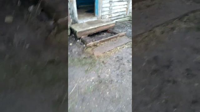 Снёс навес,и убралась во дворе, подшаманил крыльцо
