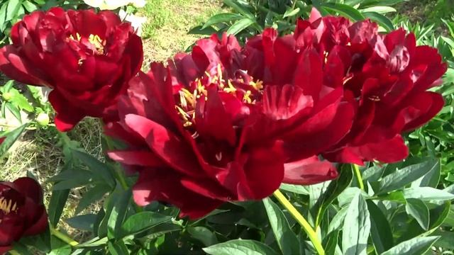 Пион Бакай Белл  Peony Buckeye Belle - Сад на Волхове