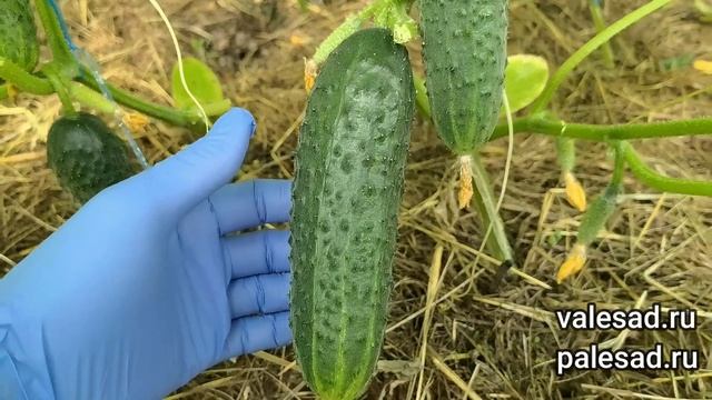 1 ЛИТР ПОД КУСТ и ОГУРЦЫ НЕ ЖЕЛТЕЮТ ОБИЛЬНО ПЛОДОНОСЯТ! Подкормите огурцы этим во время плодоношени