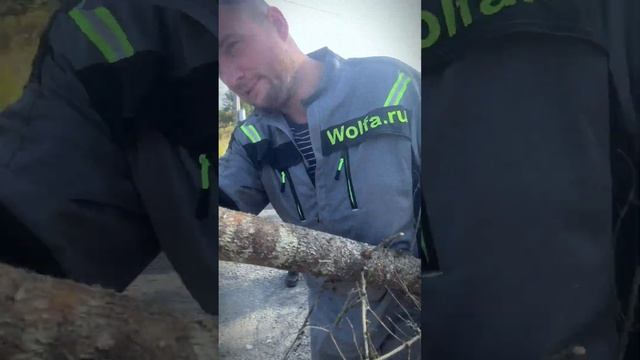 Деревья в дробилку целиком заходят?. С таким чипером и работа в радость!