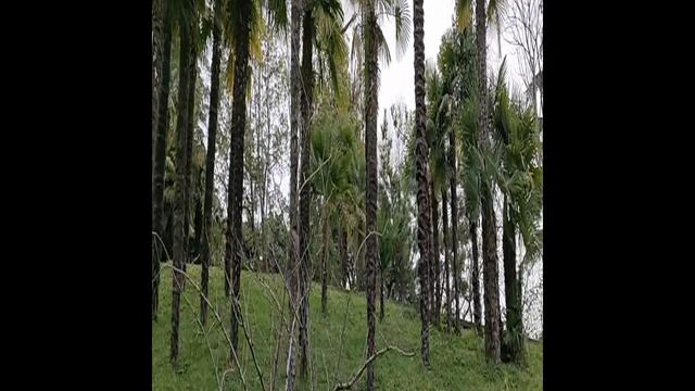 Сочинский Дендрарий.