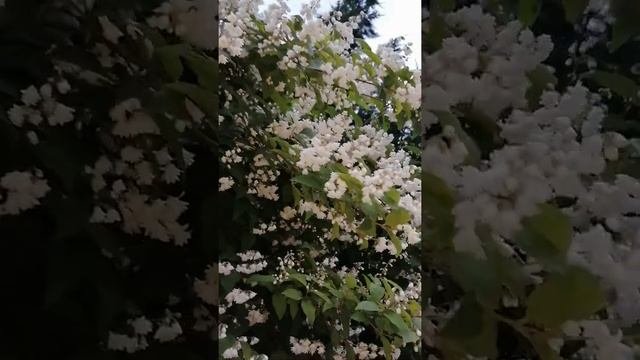 Deutzia Scabra ???