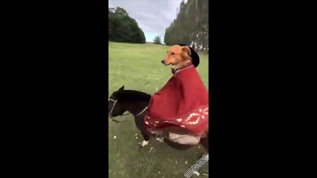 Остановись и Приколись!