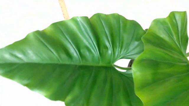 Enormous Philodendron Giganteum is Audrey 2 - For Sale RedneckShrek Etsy (Medium 2)