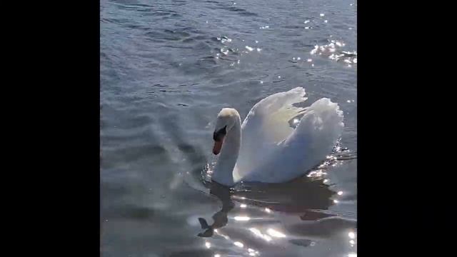 А белый лебедь на пруду качает павшую звезду...