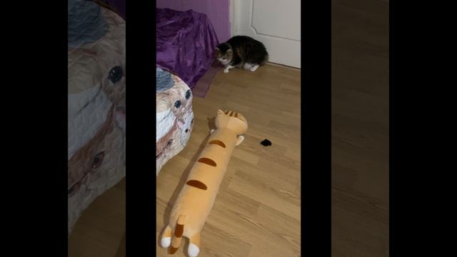 Вася. Знакомимся! Испугался игрушечного кота😂