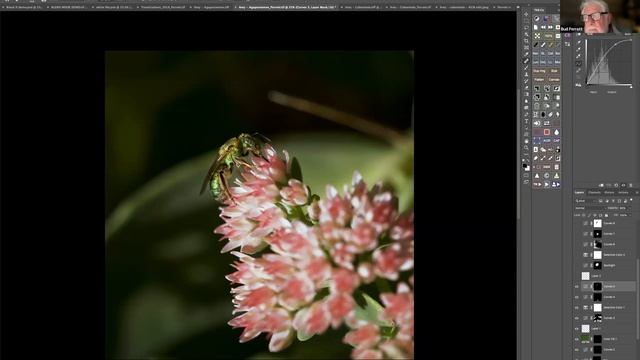 Editing Macro Images in Photoshop - a Live Event from Allan Walls Photography