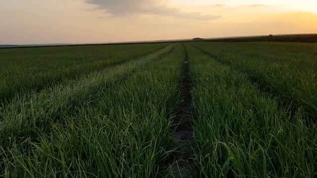 подкормка лука. наш вариант.