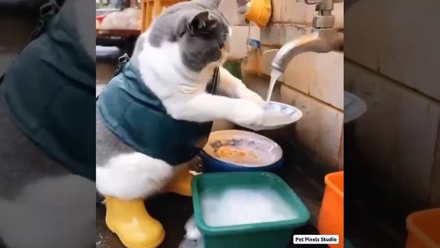 Dishwasher cat 🐱
