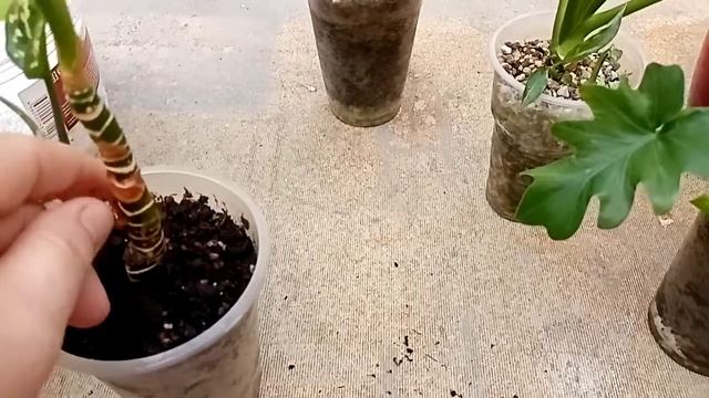 Комнатные растения. Горшочки без отверстий. Почему?